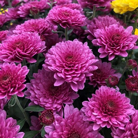 Fresh Chrysanthemum Flower, for Garlands, Vase Displays, Style : Natural