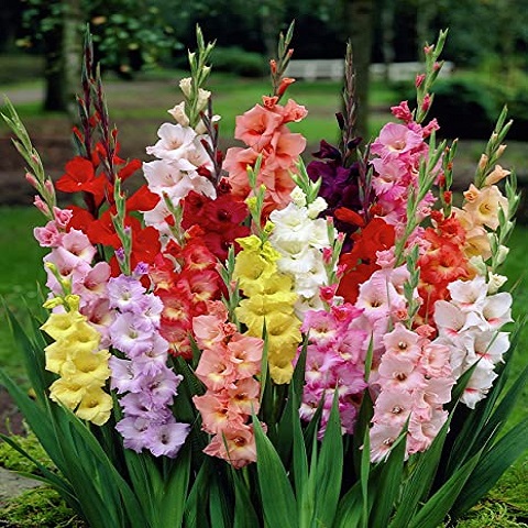 Fresh Gladiolus Flower, for Garlands, Vase Displays, Style : Natural
