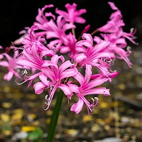 Fresh Nerine Flower