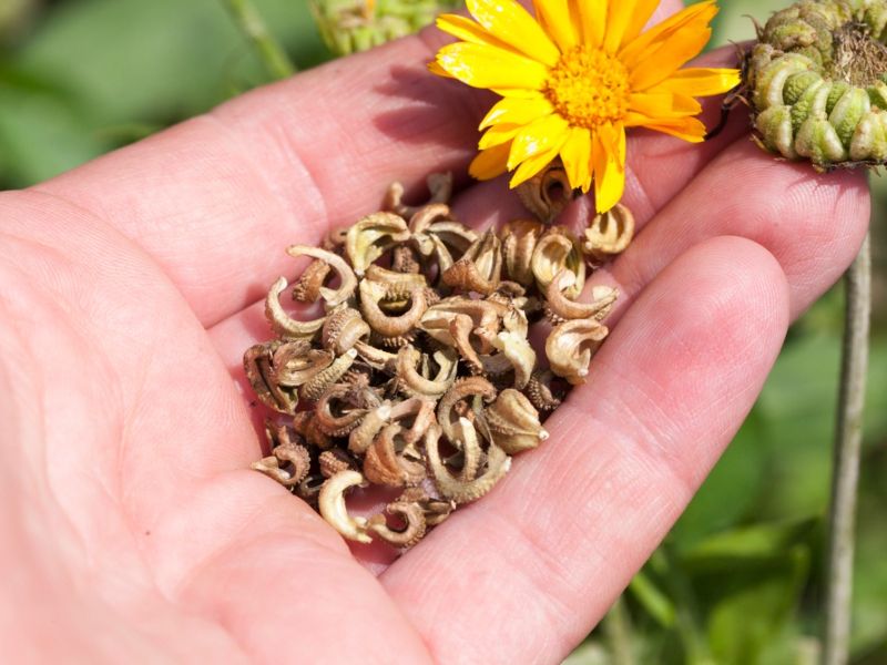 Calendula Flower Seeds