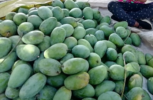 Fresh Organic Mangos