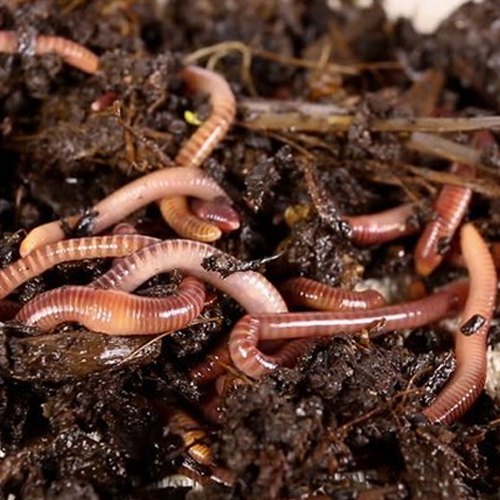 Earthworm Vermicompost, Purity : 99.9%