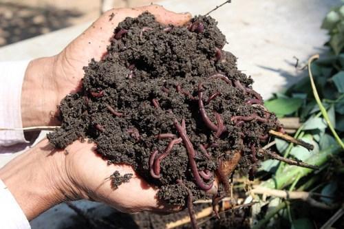 Natural Vermicompost