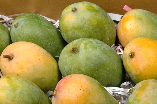 Ripened Fresh Mango