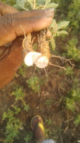 Ashwagandha Roots