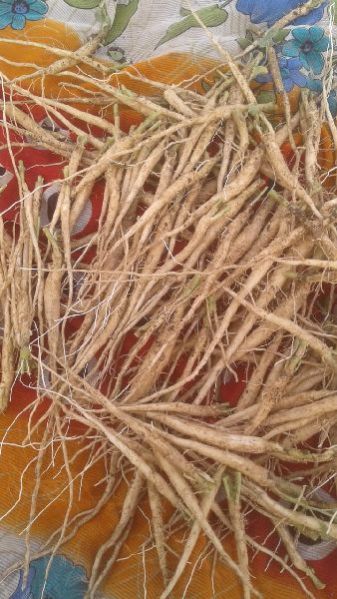 Ashwagandha Roots