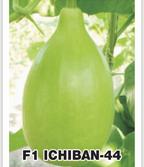 Natural F1-44 Bottle Gourd Seeds, for Seedlings, Packaging Size : 5-10kg
