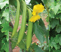 F1 Kristina Sponge Gourd Seeds, for Agriculture, Style : Natural