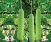 Natural F1-Maya Bottle Gourd Seeds, for Seedlings, Packaging Type : Vaccum Pack, Plastic Pouch, Plastic Packet