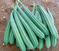 F1-Naina Ridge Gourd Seeds, for Seedlings, Packaging Size : 5-10kg