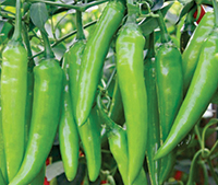 Green Chilli Seeds