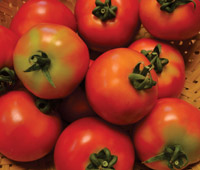 Tomato Seeds, Packaging Size : 5-10kg, 10-20kg