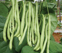 ICHIBAN Vasco Pole Beans, for Agriculture Use, Packaging Type : Plastic Bag, Ganny Bag