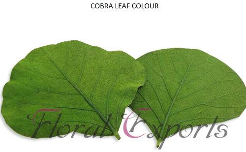 Cobra Leaf