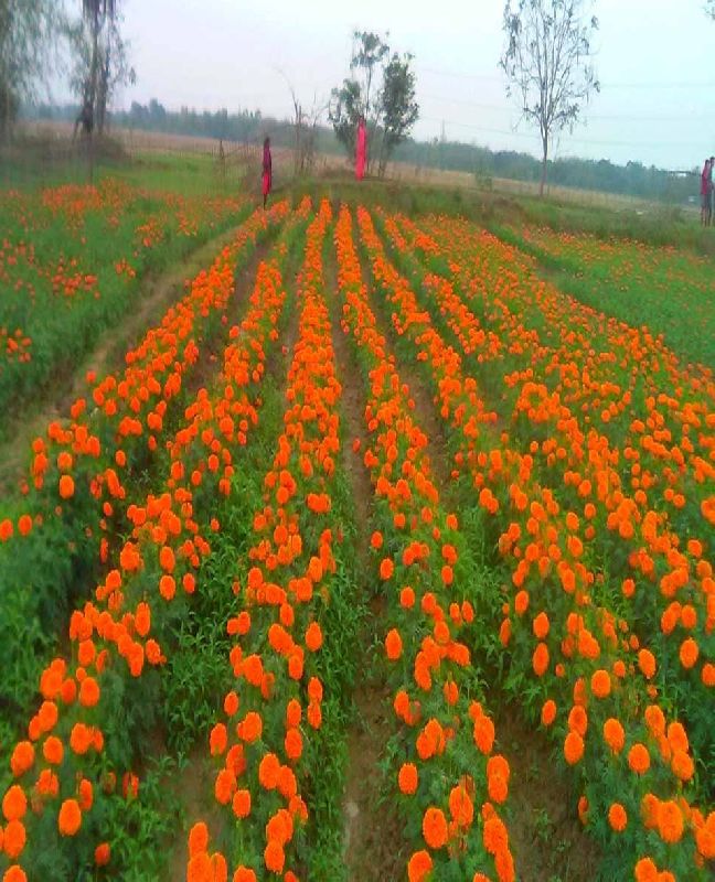 Organic marigold flowers, Style : Natural