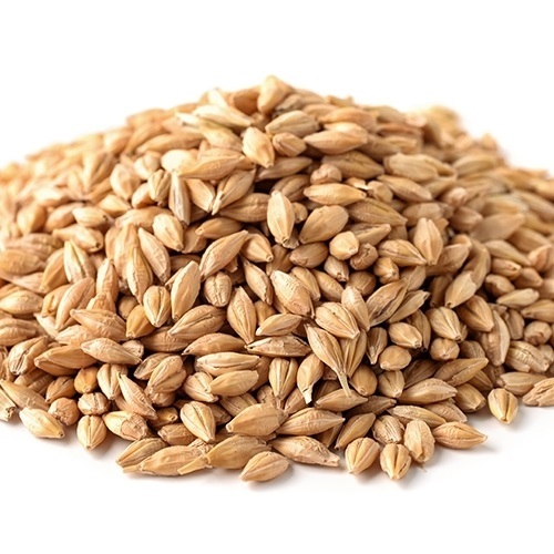 Common barley seeds, Style : Dried