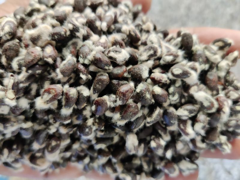 Common De Lintered Cotton Seeds, Color : Brown