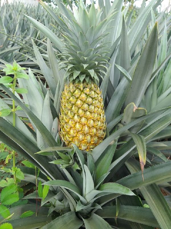 Fresh Pineapple, for Food, Juice, Snacks, Form : Solid