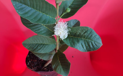 Taiwan Pink Guava Plant