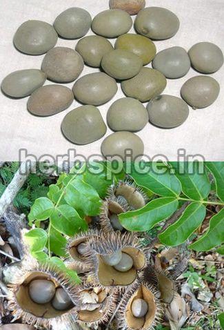 Caesalpinia Bonducella, Form : Seeds