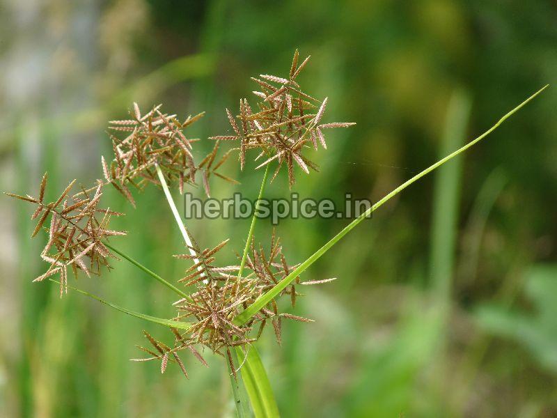 Brown Roots Organic Cyperus Rotundus, for Cosmetics, Medicine, Style : Dried