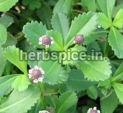 Lippia Nodiflora