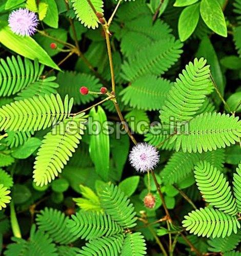 Organic Mimosa Pudica, for Ayurvedic Medicine, Packaging Size : 40-50 Kg