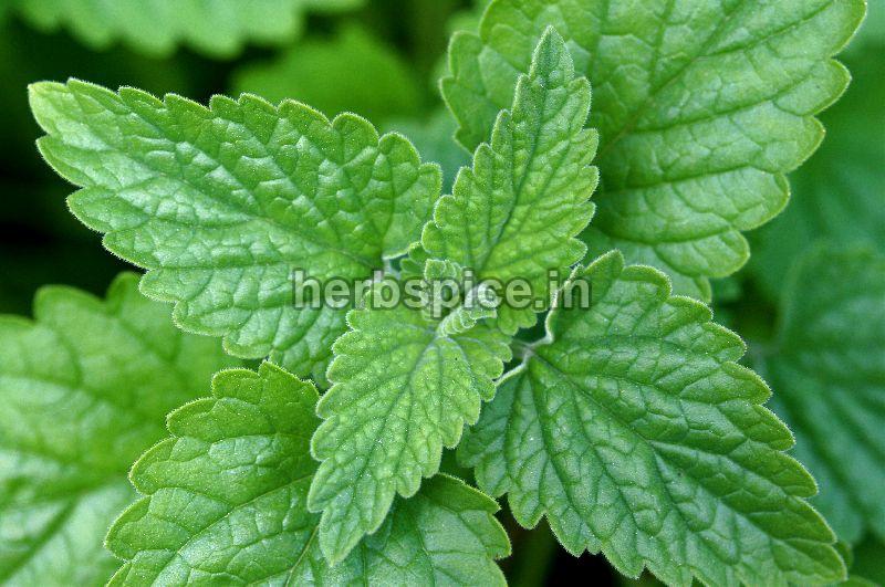 Green Leves Nepeta Cataria, for Medicines, Style : Fresh