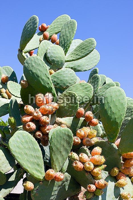 Brown Opuntia Ficus, for Medicines, Style : Fresh