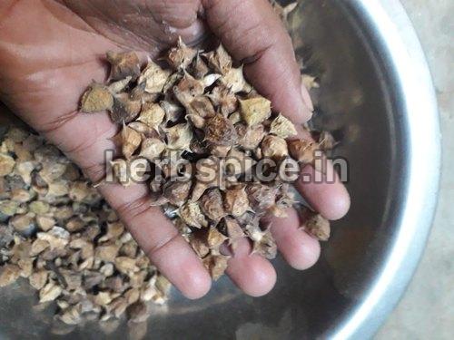 Brown Pedalium Murex, for Medicines, Style : Dried