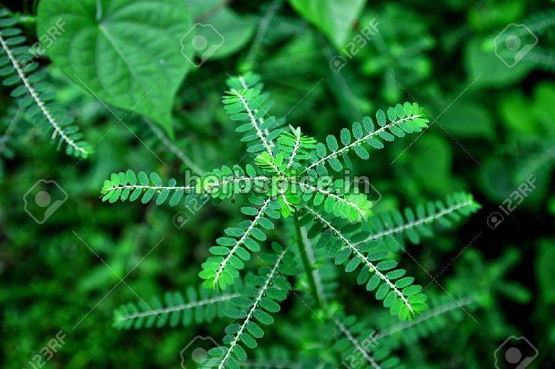 Green Phyllanthus amarus, for Medicinal, Grade : Pharmaceutical