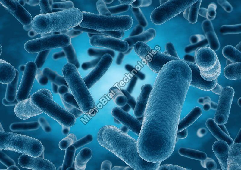 Lactobacillus bulgaricus