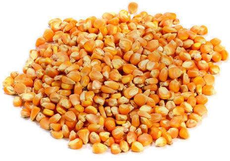 Raw Maize, for Animal Food, Cattle Feed, Human Food, Packaging Type : Bags, Bulk, Jute Bags, Loose