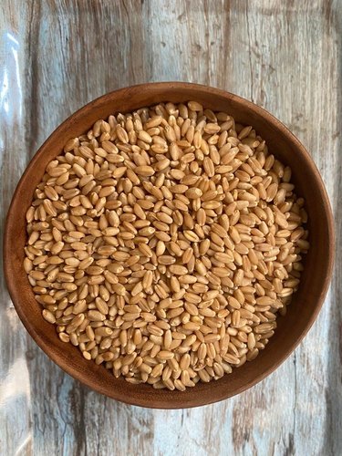 Organic Wheat Grain, Packaging Type : Loose