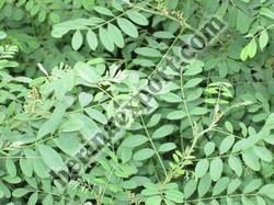 Indigo Leaves, for Hair Care, Hair Color, Parlour, Personal, Color : Green