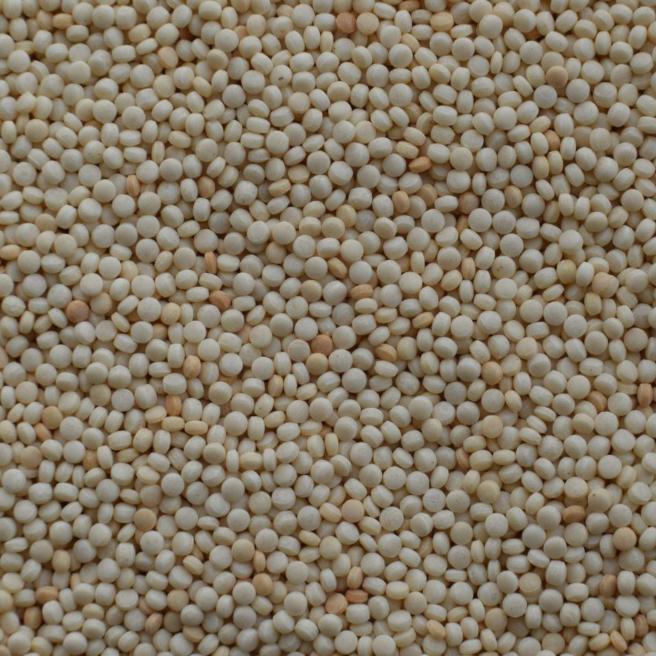 White Mustard Seeds