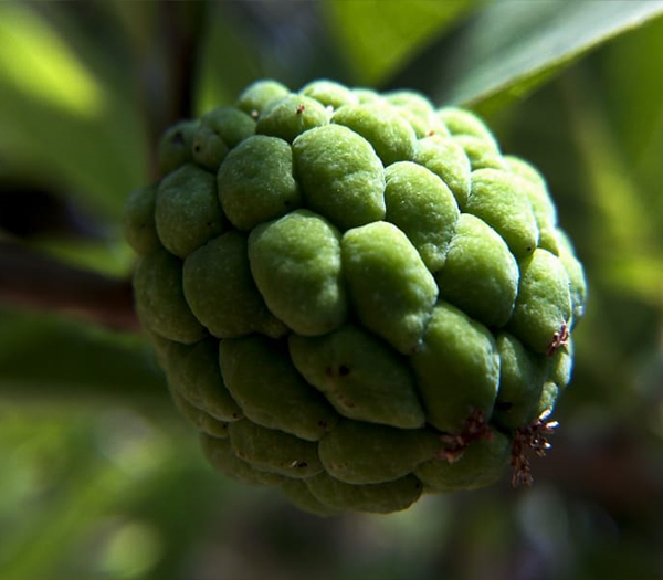 fresh custard apple