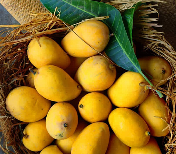 Common Fresh Mango,fresh mango, for Direct Consumption, Juice Making, Feature : Healthy, Non Pesticide