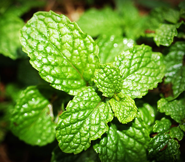 Fresh Peppermint Leaves