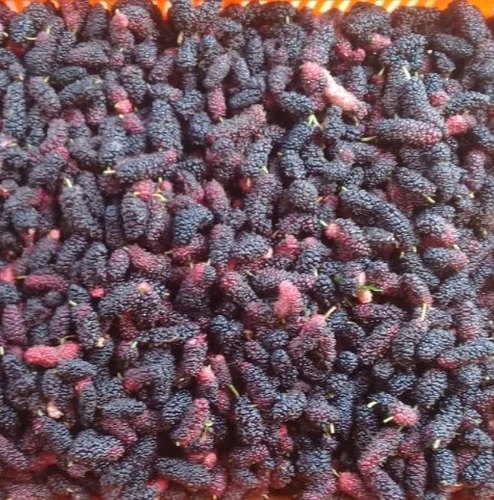 Frozen Mulberry