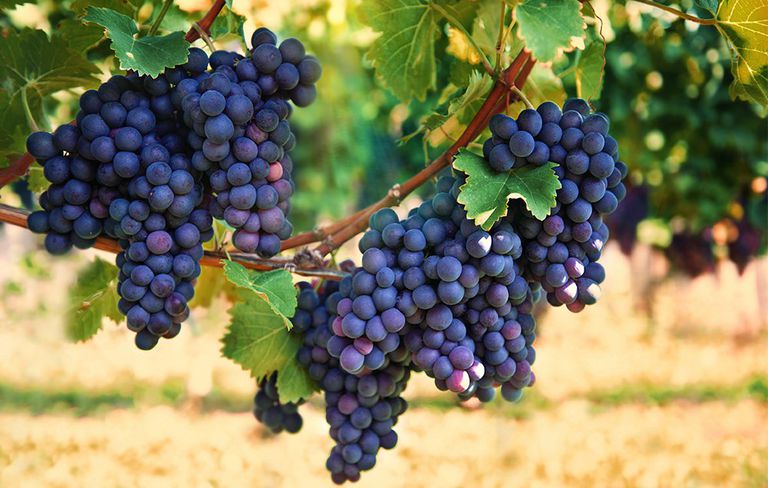 Fresh black grapes