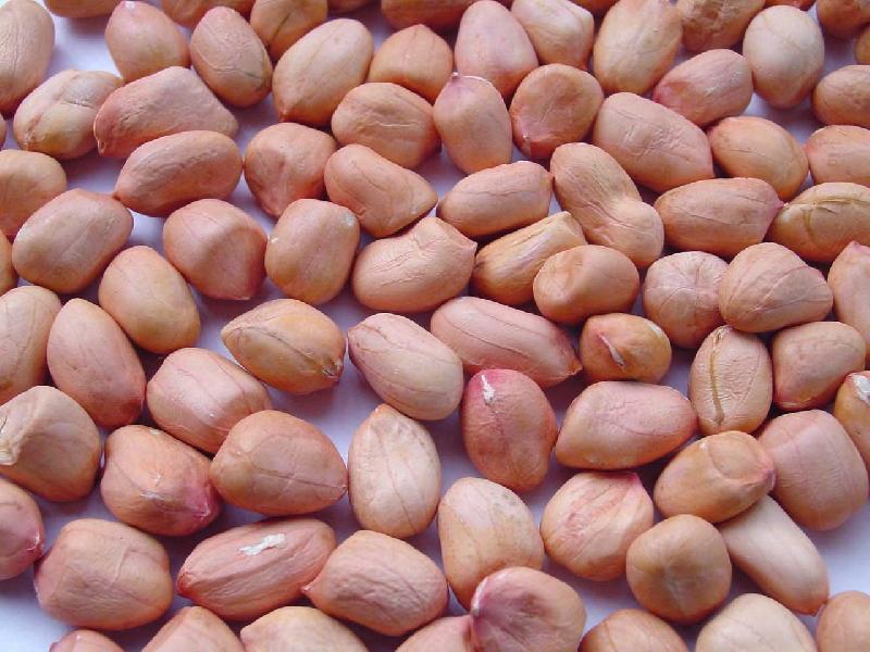 Groundnut java, Feature : Protein Source
