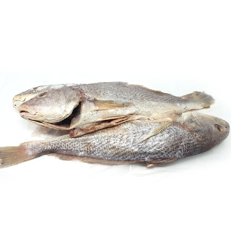 Fresh Croaker Fish, for Cooking, Style : Preserved