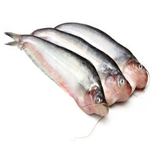 Fresh Pabda Fish