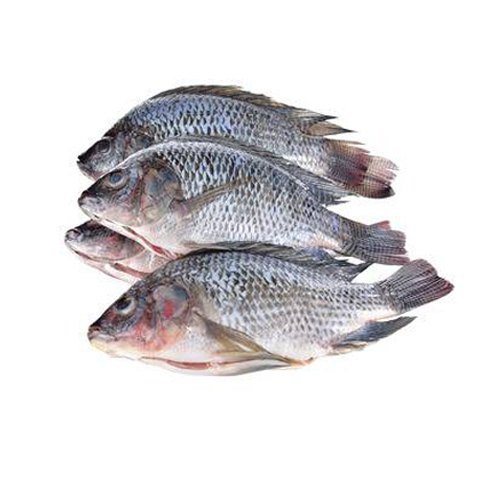 Fresh Tilapia Fish, for Cooking, Style : Preserved