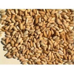 Naga Exports neem seeds, Packaging Type : Packet