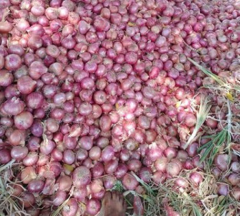 Organic Red Onion, for Cooking