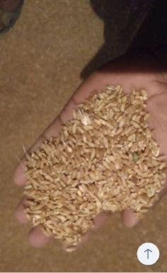 wheat