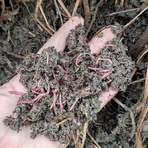 Earthworm Vermicompost, for Organic Farming, Agriculture, Horticulture, Garden etc., Color : Red-brown