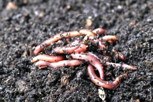 Red Live Earthworm